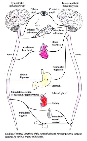 somatic nervous system. and the Nervous System