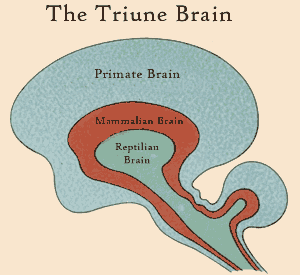 The Triune Brain